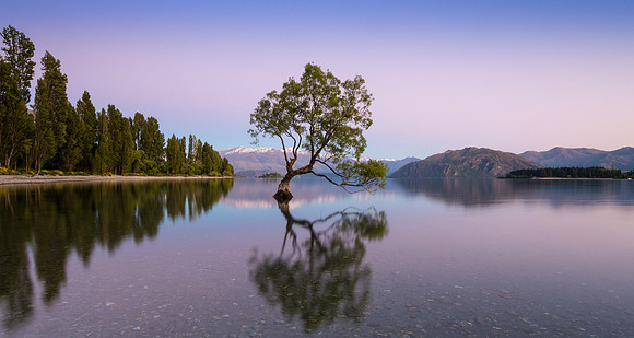 "The Wanaka Tree at Dawn"