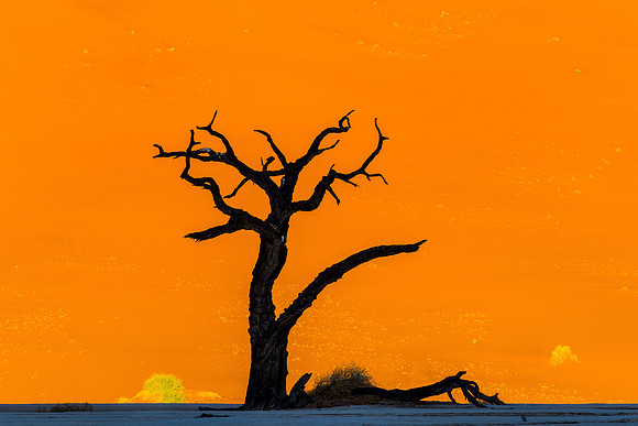 "Ancient Skeleton"