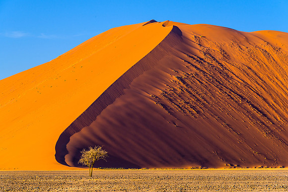 "King Dune"