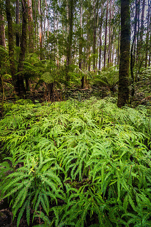 "Ferny Glade"