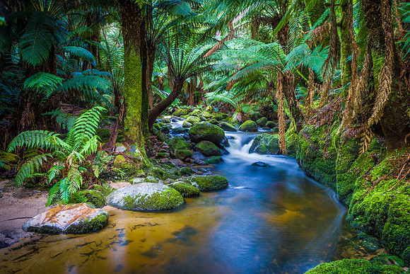"Forest Glade"