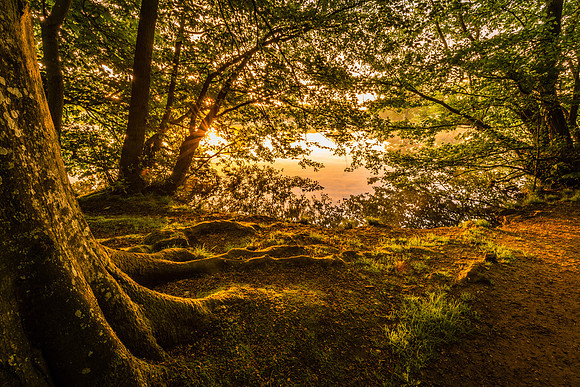 "The Magic Woods"