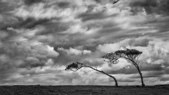 "Bend with the Wind"