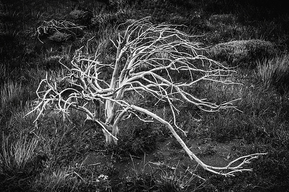 "Windswept"