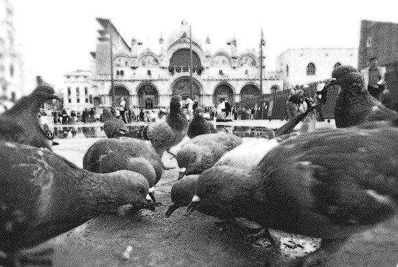 "St Mark's Square"