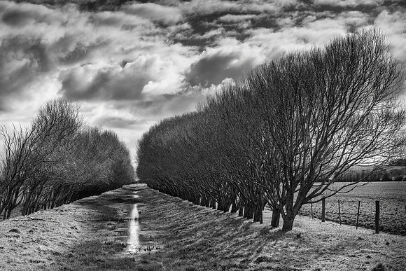 "Willow Grove"