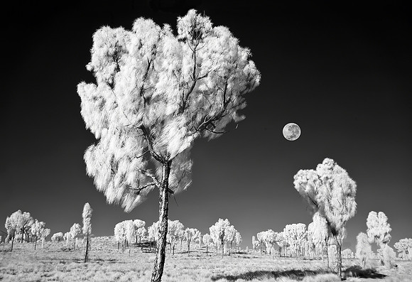 "Dreamtime"
