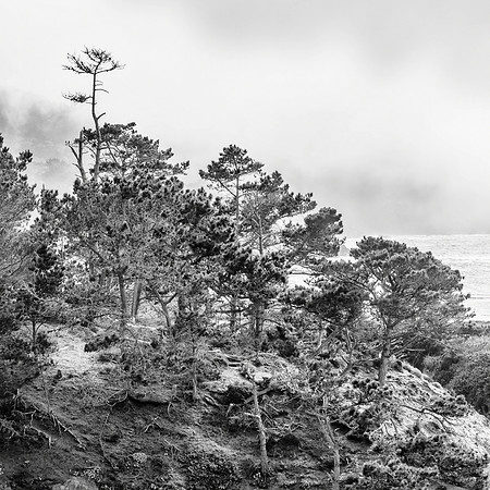 "Point Lobos"