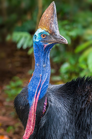 Cassowary