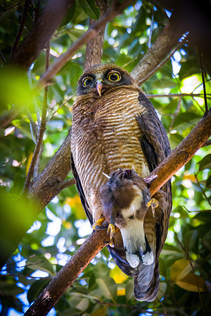 Rufous Owl with prey