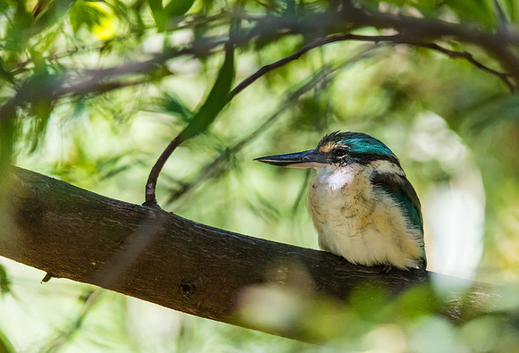 Sacred Kingfisher