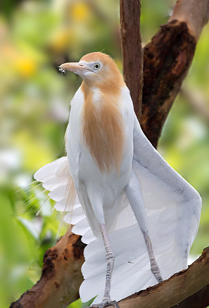 Cattle Egret (Breeding plumage)