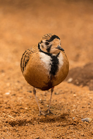 Inland Dotterel