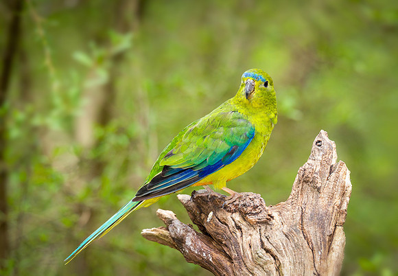 Orange Bellied Parrot