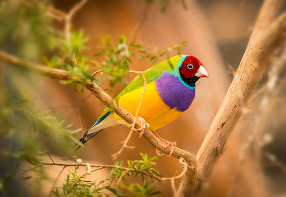 Gouldian Finch