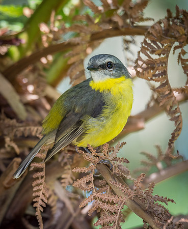 Eastern Yellow Robin