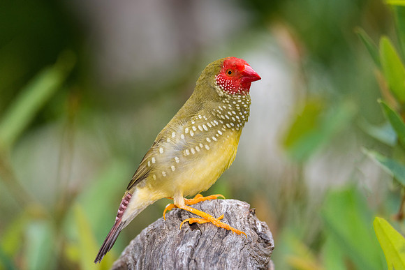 Star Finch