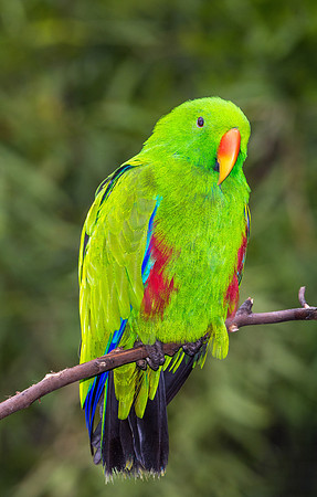 Eclectus Parrot