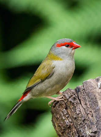 Red-Browed Finch