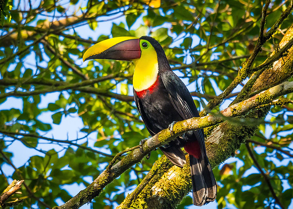 Black-mandibled Toucan