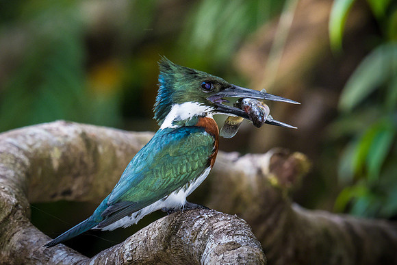Amazonian Kingfisher