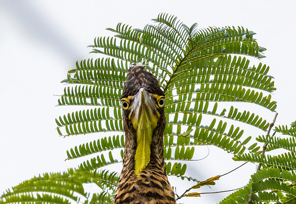 Bare-throated Tiger-Heron