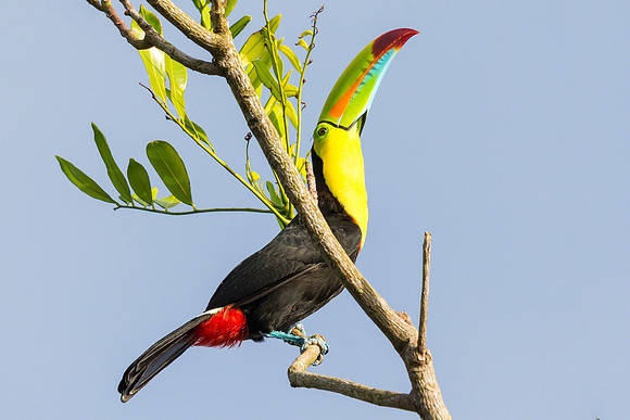 Keel-billed Toucan