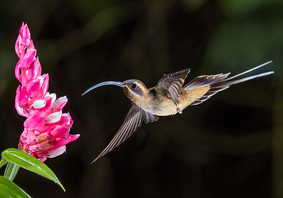 Long-billed Hermit,