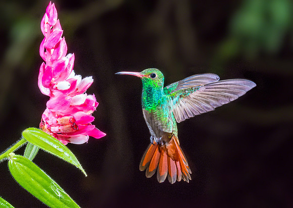 Rufous-tailed Hummingbird