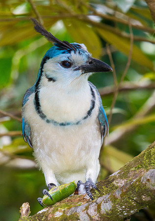 White-Throated Magpie Jay
