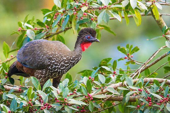 Crested Guan