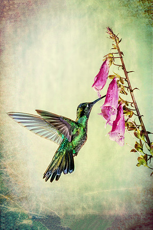 "Hummingbird I"