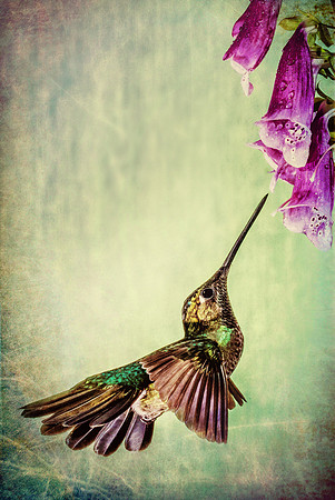"Hummingbird II"