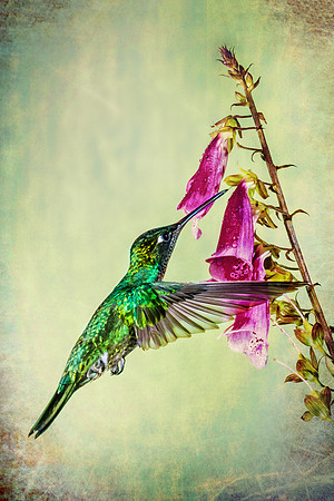 "Hummingbird III"