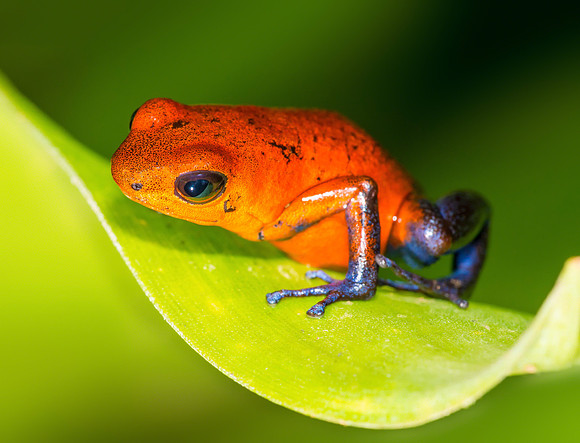 Blue Jeans Dart Frog