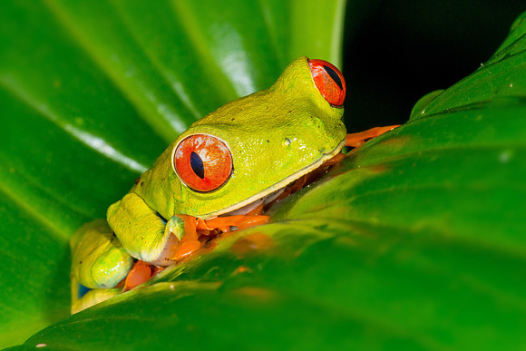 Red-Eyed Tree Frog
