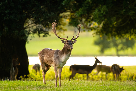 "Autumn Deer"