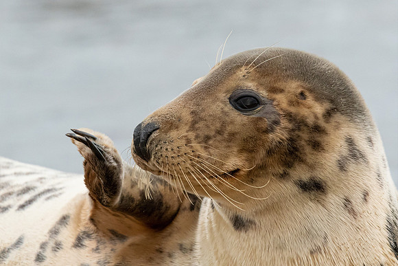 Common Seal, Horsey Gap