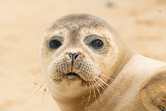 Common Seal Pup, Horsey Gap