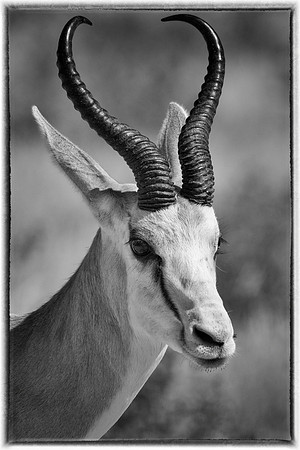 Antelope