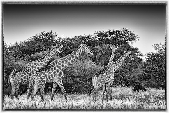 Giraffe