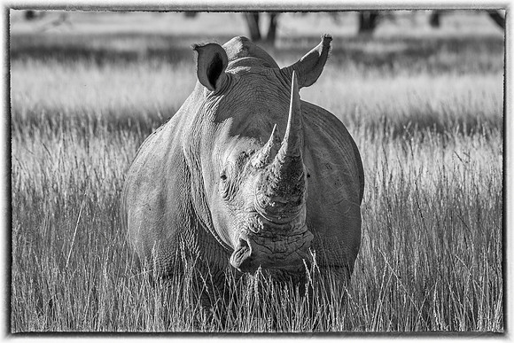 Rhino