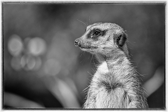 Meercat