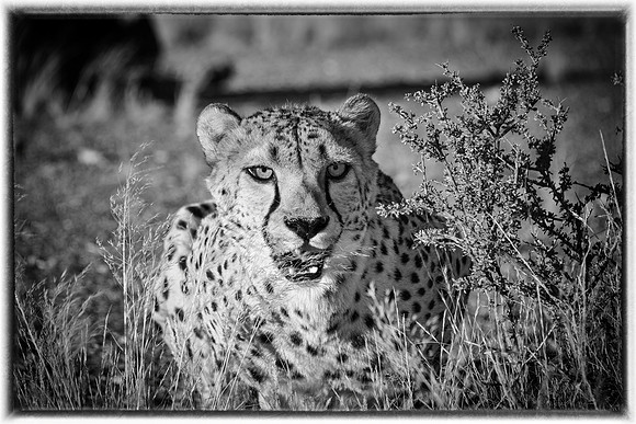 Cheetah