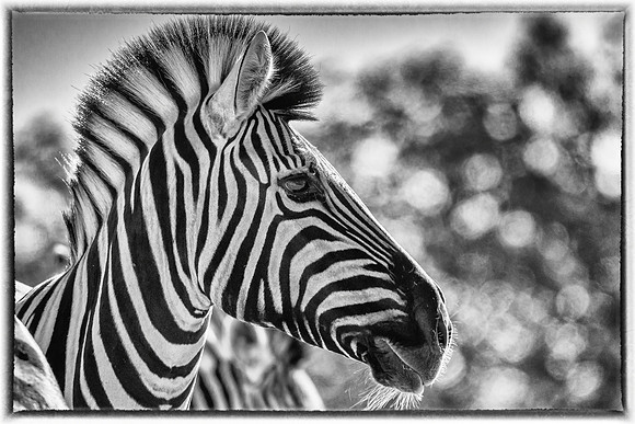 Zebra I