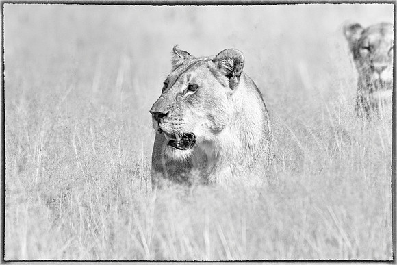 Lion