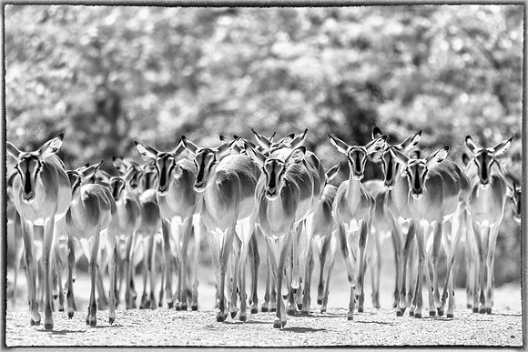 Black-faced Impala