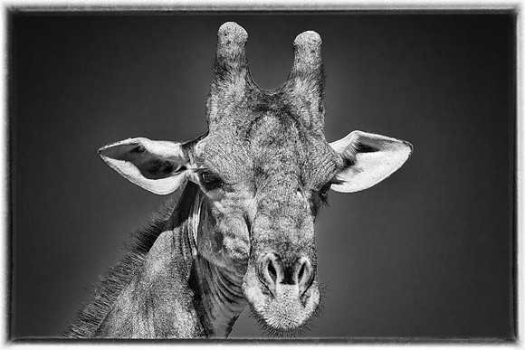 Giraffe Portrait