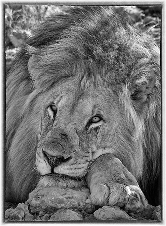Lion relaxing