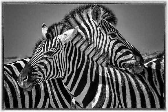 Two Zebra